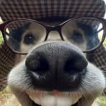 Dexter Rose - @dexterrose22 - Instagram