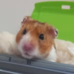 Dexter rose - @dexter145rose5 - Instagram