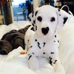 Dexter Rose 🌹 - @dexter_dalmatian - Instagram