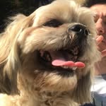 Dexter Rose Armstrong I - @dextdog - Instagram