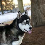 Dexter Rose of Nordic 🐕🌹 - @dexterroseofnordic - Instagram