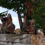 Dexter & Roy - @dexterroydc - Instagram