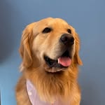 Dexter Seehum Low - @dexterseehum - Instagram