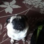 Dexter Sutton - @thedawgdexter - Instagram