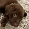 Dexter Thompson - @dexter.thompson4 - TikTok