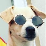 Dexter A. Vargas - @dexter.oc.pup - Instagram