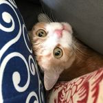 Dexter Vargas - @dextersfancylife - Instagram