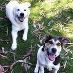 Dexter & Vincent 🐶 - @dexter.and.vincent - Instagram