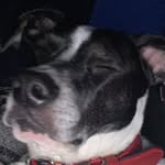 Dexter Walker - @dexterthedog07_04_2020 - Instagram