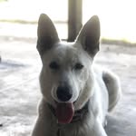 Dexter Wang - @pandafly22 - Instagram