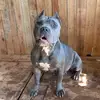 dexterwang695 - @dexterwang695 - TikTok