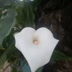 Deysi Soto - @deysi.soto.1656854 - Instagram