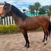 davdidgonzales - @dezcadenaa - TikTok