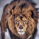 Dhami Singh - @dhamisingh49 - Instagram