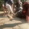 dhami singh - @ammaradhami - TikTok