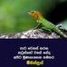 Dhammika Perera - Facebook