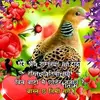Dhan Shahi - @dahanshahi - TikTok