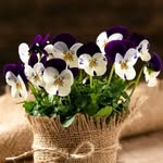 Dharmesh Thumar - @dharmeshthumar1234 - Instagram