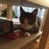 Di Jiang - @dijiang6 - TikTok