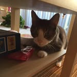 Di Jiang - @dijiangmockingj - Instagram