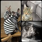 Ziba, Bailey, Zohra, Fendi, Diaz,Nova🐾 - @ziba_bailey_zohra_fendi_diaz - Instagram