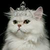 mano billi - @diasaba - TikTok