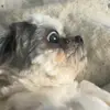 diamondburns2 - @diamondburns2 - TikTok