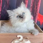 Diamond Lake Ragdoll Cats - @diamondlakeragdolls - Instagram