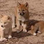 Diamond Mitchell - @lil_dingo_pup - Instagram