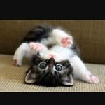 those_one_cats - @diamond.roberson - Instagram