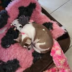 Diana Ashmore - Facebook