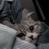 Диана Барашева - @dianabarasheva - TikTok
