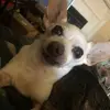 dianabehrens457 - @dianabehrens457 - TikTok