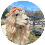 Diana Bellissimo - @lilymoorefarm - Instagram