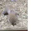 Diana Bellissimo - @dianab.2008 - TikTok