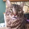 dianablount366 - @dianablount366 - TikTok