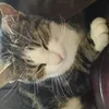 Diana boucher - @444diana444 - TikTok