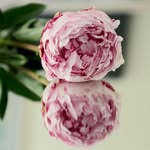 Diana_box - @n.mazaheri686 - Instagram