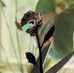 The Vomiting Flower from Diana Vickers' 'The Boy Who Murdered Love' - Facebook