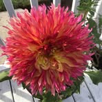 Diana Nelson - Facebook