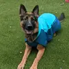 Diana Cain - @service_dog_aries - TikTok