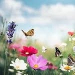 Diana Badgley Caudill - @dlc4688 - Instagram