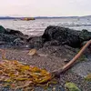 Diana Collinson - @diana.collinson - TikTok