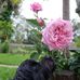 Diana Comer - Facebook