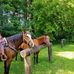 Diana Conroy - Facebook