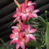 dianasmithcooley - @dianasmithcooley - TikTok