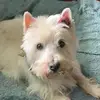 Diana Deanda - @deanda2020 - TikTok