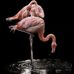 Diana DiCarlo - Facebook