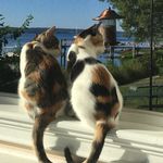 Diana Eck - @danddcalicos - Instagram