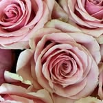 ElyseeDadiana - @elyseedadiana - Instagram